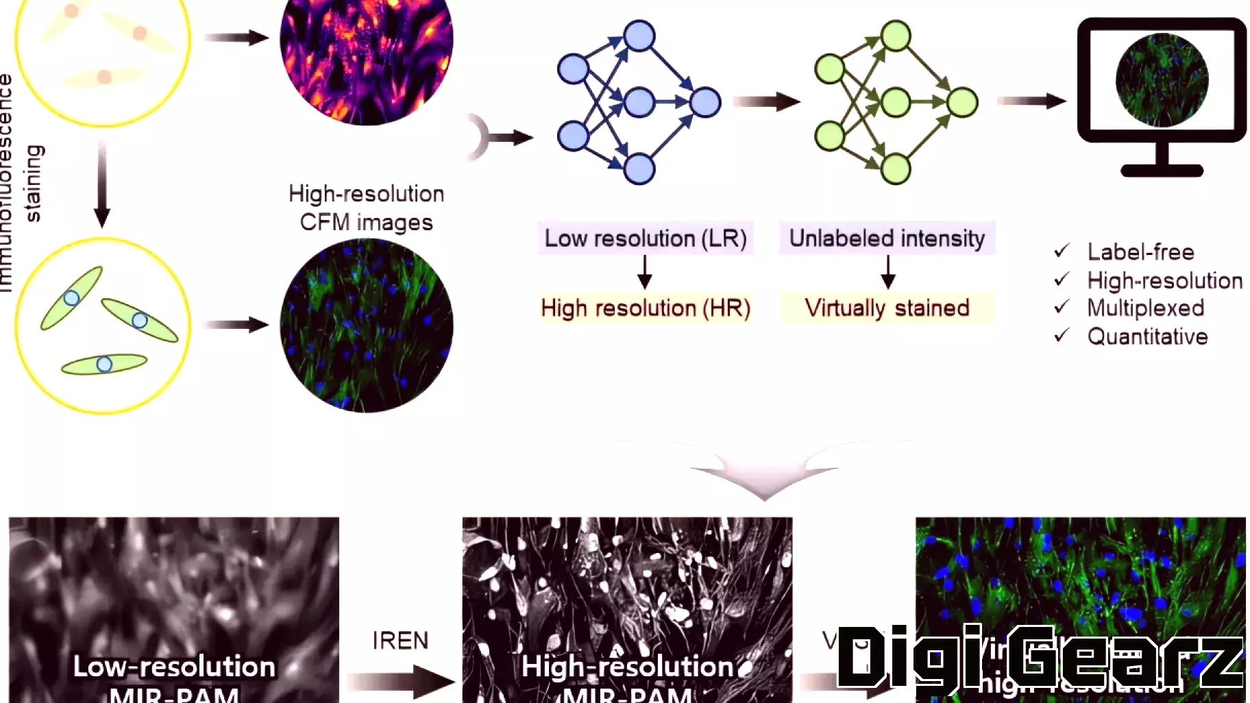 Breakthrough in Cell Imaging: AI Enhances Photoacoustic Microscopy