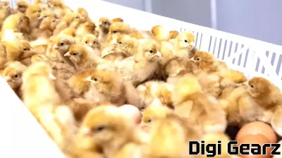 U.S. Egg Industry Faces Ethical Dilemma: 350 Million Male Chicks Killed Annually